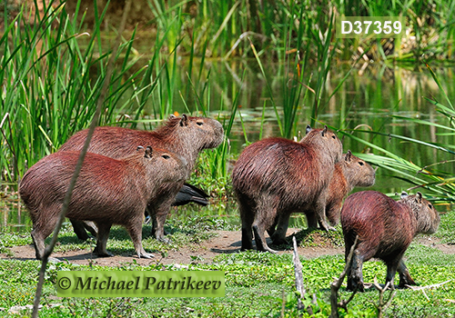 Capybara (Hydrochoerus hydrochaeris)